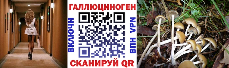Галлюциногенные грибы Psilocybe  даркнет сайт  Норильск 
